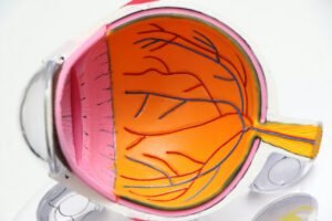 retina eye